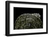 Phrynops Williamsi (William's Toadhead Turtle)-Paul Starosta-Framed Photographic Print