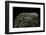 Phrynops Williamsi (William's Toadhead Turtle)-Paul Starosta-Framed Photographic Print
