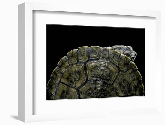 Phrynops Williamsi (William's Toadhead Turtle)-Paul Starosta-Framed Photographic Print