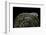 Phrynops Williamsi (William's Toadhead Turtle)-Paul Starosta-Framed Photographic Print