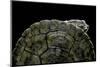 Phrynops Williamsi (William's Toadhead Turtle)-Paul Starosta-Mounted Photographic Print