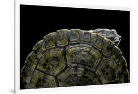 Phrynops Williamsi (William's Toadhead Turtle)-Paul Starosta-Framed Photographic Print