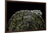 Phrynops Williamsi (William's Toadhead Turtle)-Paul Starosta-Framed Photographic Print