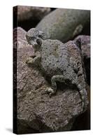 Phrynosoma Modestum (Roundtailed Horned Lizard)-Paul Starosta-Stretched Canvas