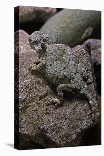 Phrynosoma Modestum (Roundtailed Horned Lizard)-Paul Starosta-Stretched Canvas