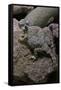 Phrynosoma Modestum (Roundtailed Horned Lizard)-Paul Starosta-Framed Stretched Canvas