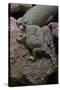 Phrynosoma Modestum (Roundtailed Horned Lizard)-Paul Starosta-Stretched Canvas