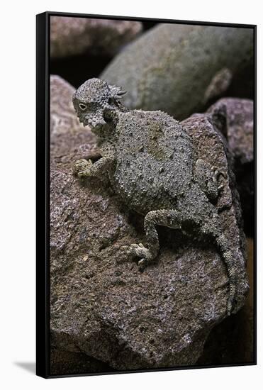 Phrynosoma Modestum (Roundtailed Horned Lizard)-Paul Starosta-Framed Stretched Canvas