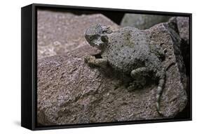 Phrynosoma Modestum (Roundtailed Horned Lizard)-Paul Starosta-Framed Stretched Canvas