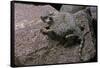 Phrynosoma Modestum (Roundtailed Horned Lizard)-Paul Starosta-Framed Stretched Canvas