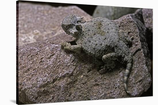 Phrynosoma Modestum (Roundtailed Horned Lizard)-Paul Starosta-Stretched Canvas