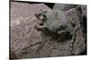 Phrynosoma Modestum (Roundtailed Horned Lizard)-Paul Starosta-Stretched Canvas