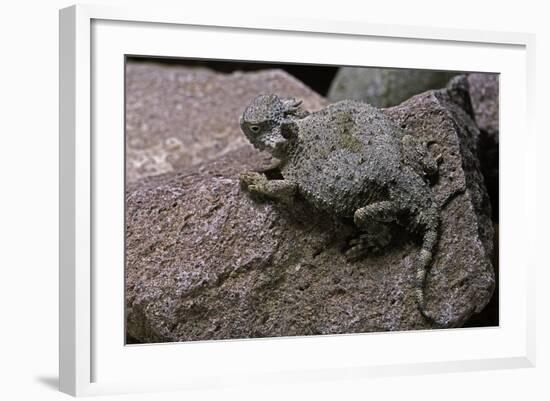 Phrynosoma Modestum (Roundtailed Horned Lizard)-Paul Starosta-Framed Photographic Print