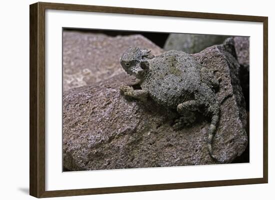 Phrynosoma Modestum (Roundtailed Horned Lizard)-Paul Starosta-Framed Photographic Print