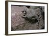 Phrynosoma Modestum (Roundtailed Horned Lizard)-Paul Starosta-Framed Photographic Print