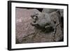 Phrynosoma Modestum (Roundtailed Horned Lizard)-Paul Starosta-Framed Photographic Print