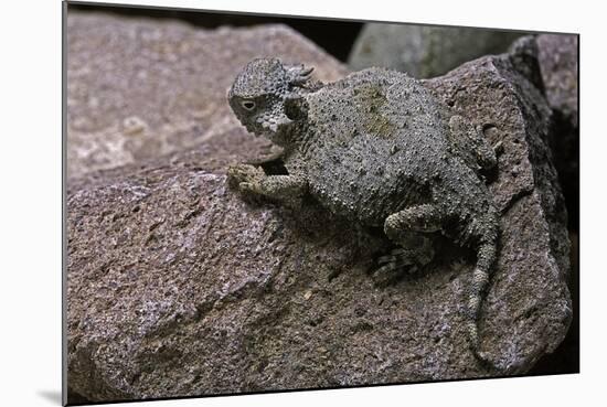 Phrynosoma Modestum (Roundtailed Horned Lizard)-Paul Starosta-Mounted Photographic Print