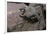 Phrynosoma Modestum (Roundtailed Horned Lizard)-Paul Starosta-Framed Photographic Print