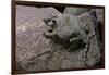 Phrynosoma Modestum (Roundtailed Horned Lizard)-Paul Starosta-Framed Photographic Print