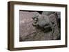 Phrynosoma Modestum (Roundtailed Horned Lizard)-Paul Starosta-Framed Photographic Print