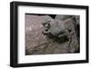 Phrynosoma Modestum (Roundtailed Horned Lizard)-Paul Starosta-Framed Photographic Print