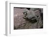 Phrynosoma Modestum (Roundtailed Horned Lizard)-Paul Starosta-Framed Photographic Print