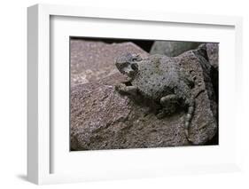 Phrynosoma Modestum (Roundtailed Horned Lizard)-Paul Starosta-Framed Photographic Print