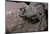 Phrynosoma Modestum (Roundtailed Horned Lizard)-Paul Starosta-Mounted Photographic Print