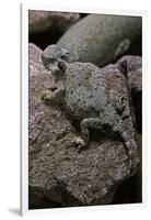 Phrynosoma Modestum (Roundtailed Horned Lizard)-Paul Starosta-Framed Photographic Print