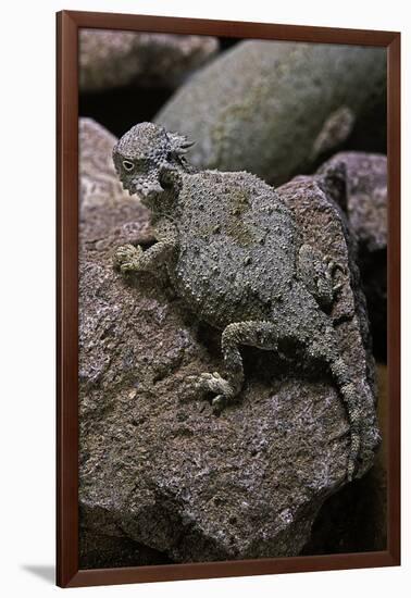 Phrynosoma Modestum (Roundtailed Horned Lizard)-Paul Starosta-Framed Photographic Print