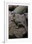 Phrynosoma Modestum (Roundtailed Horned Lizard)-Paul Starosta-Framed Photographic Print