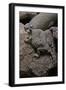 Phrynosoma Modestum (Roundtailed Horned Lizard)-Paul Starosta-Framed Photographic Print