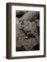 Phrynosoma Modestum (Roundtailed Horned Lizard)-Paul Starosta-Framed Photographic Print