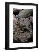 Phrynosoma Modestum (Roundtailed Horned Lizard)-Paul Starosta-Framed Photographic Print