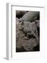 Phrynosoma Modestum (Roundtailed Horned Lizard)-Paul Starosta-Framed Photographic Print