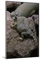 Phrynosoma Modestum (Roundtailed Horned Lizard)-Paul Starosta-Mounted Photographic Print