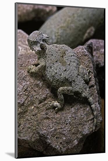 Phrynosoma Modestum (Roundtailed Horned Lizard)-Paul Starosta-Mounted Photographic Print