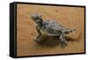 Phrynosoma Platyrhinos (Desert Horned Lizard)-Paul Starosta-Framed Stretched Canvas