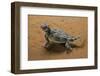 Phrynosoma Platyrhinos (Desert Horned Lizard)-Paul Starosta-Framed Photographic Print