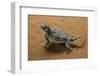 Phrynosoma Platyrhinos (Desert Horned Lizard)-Paul Starosta-Framed Photographic Print