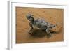 Phrynosoma Platyrhinos (Desert Horned Lizard)-Paul Starosta-Framed Photographic Print