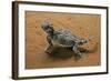 Phrynosoma Platyrhinos (Desert Horned Lizard)-Paul Starosta-Framed Photographic Print