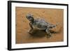 Phrynosoma Platyrhinos (Desert Horned Lizard)-Paul Starosta-Framed Photographic Print