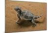 Phrynosoma Platyrhinos (Desert Horned Lizard)-Paul Starosta-Mounted Photographic Print