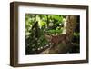 Phuket horned tree lizard, Khao Phra Thaew NP, Thailand-Robert Valentic-Framed Photographic Print