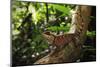 Phuket horned tree lizard, Khao Phra Thaew NP, Thailand-Robert Valentic-Mounted Photographic Print