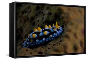 Phyllidia Coelestis Nudibranch, Beqa Lagoon, Fiji-Stocktrek Images-Framed Stretched Canvas