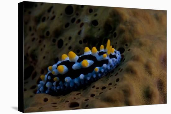 Phyllidia Coelestis Nudibranch, Beqa Lagoon, Fiji-Stocktrek Images-Stretched Canvas