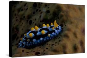 Phyllidia Coelestis Nudibranch, Beqa Lagoon, Fiji-Stocktrek Images-Stretched Canvas