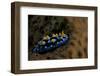 Phyllidia Coelestis Nudibranch, Beqa Lagoon, Fiji-Stocktrek Images-Framed Photographic Print